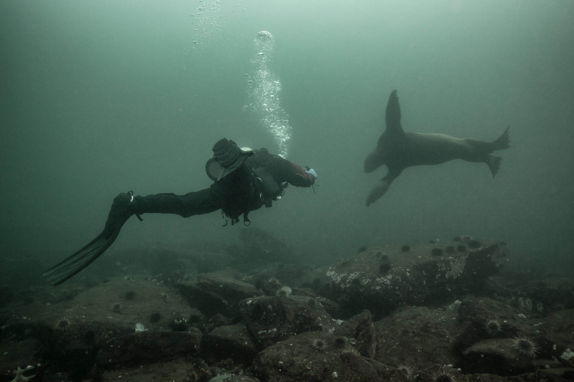 Scuba diver making contact with a Sea Lion