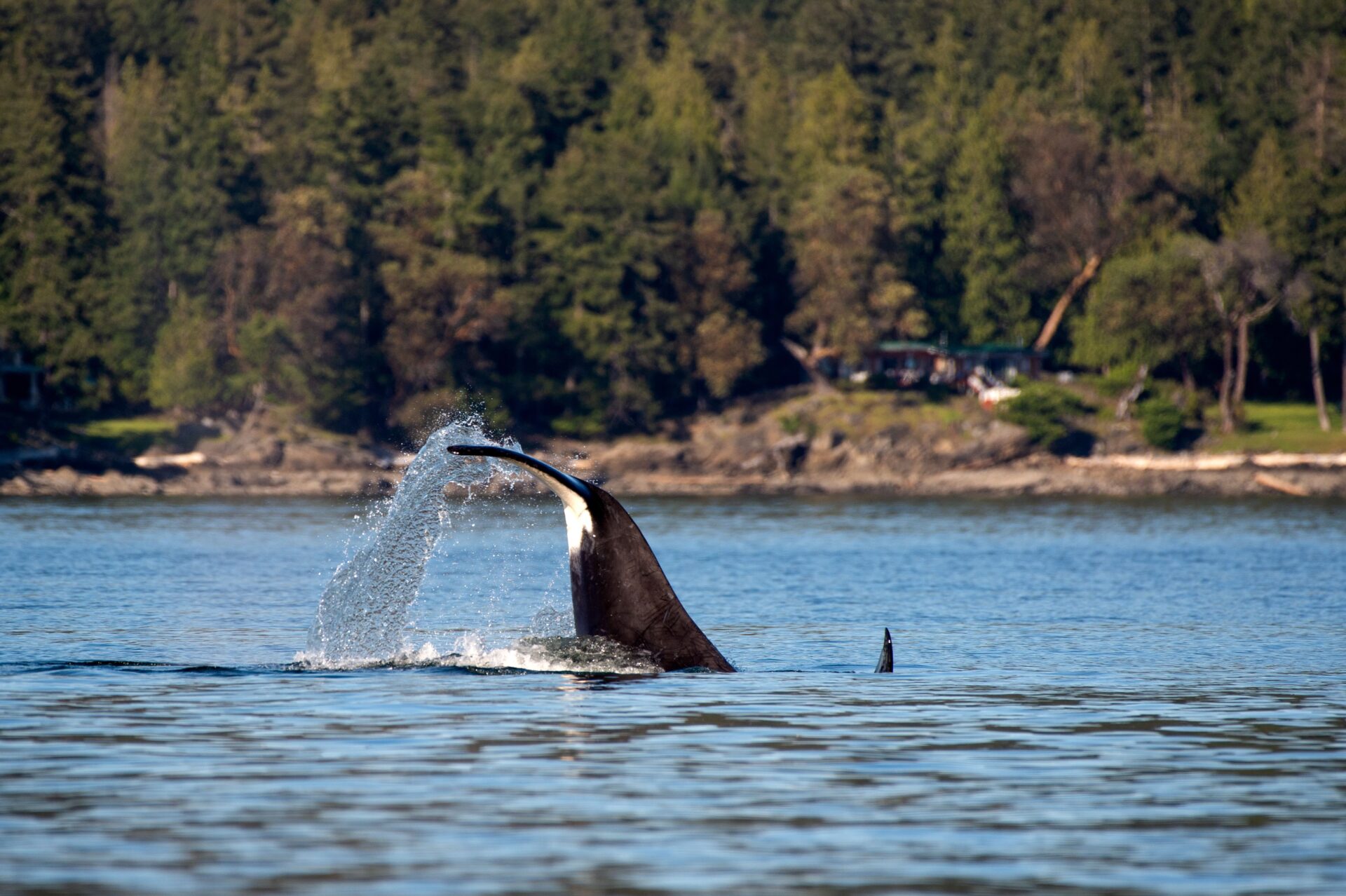 Orca in BC