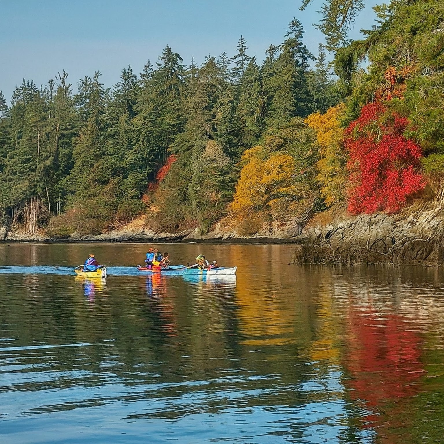 A group of kayakers paddling along the Pender Island coastline in late autumn, surrounded by fall colors.