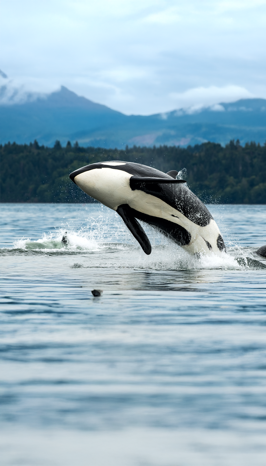 Orca jumping out of sea