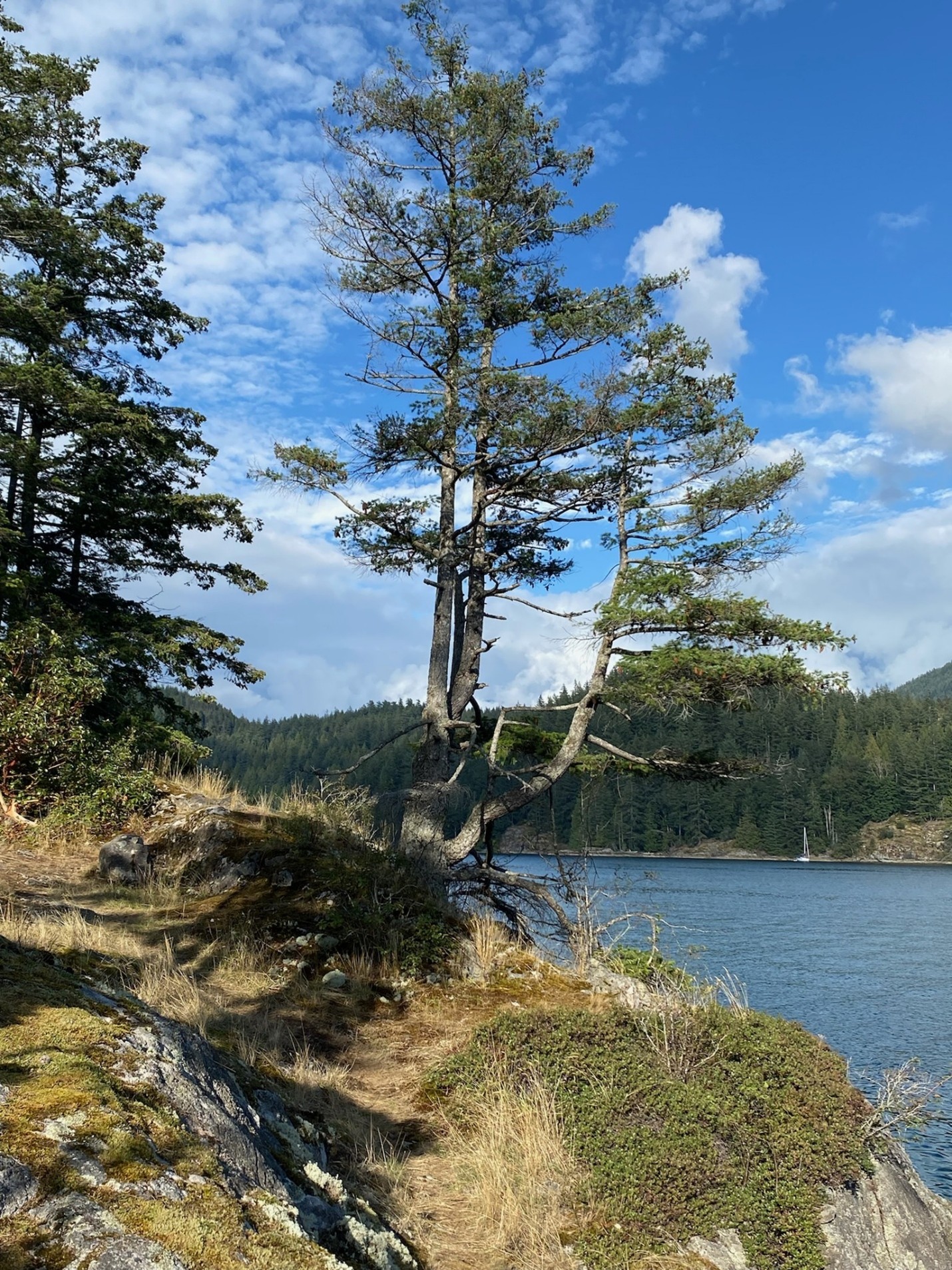 Picture6 A tall sparse tree growing out the side of a grass covered cliffside over the water