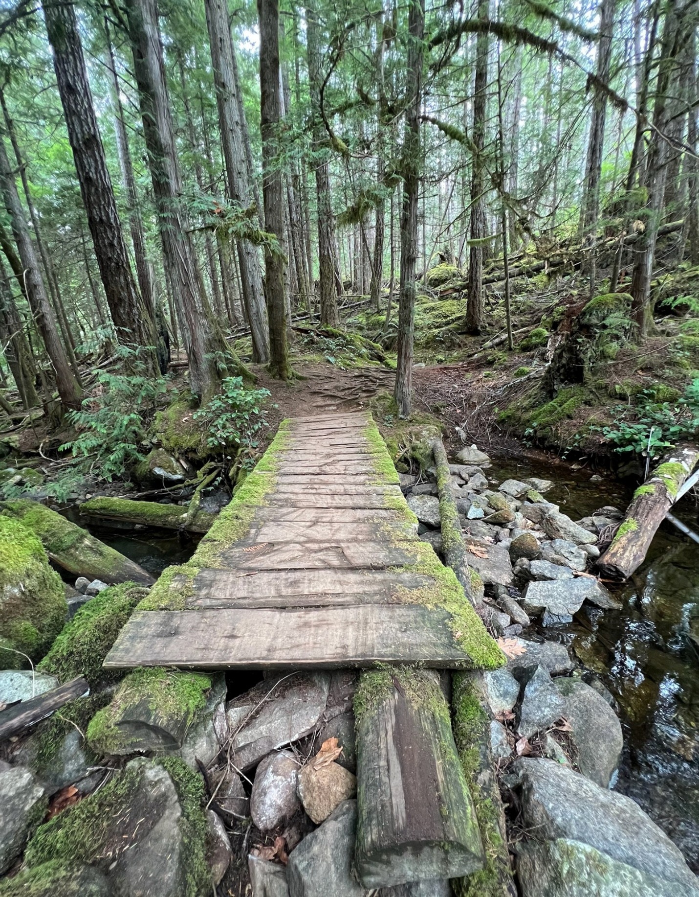 Tenedos Bay A moss covered wooden plank bridge over a small rock filled creek leading to a trail that heads into a forest of trees