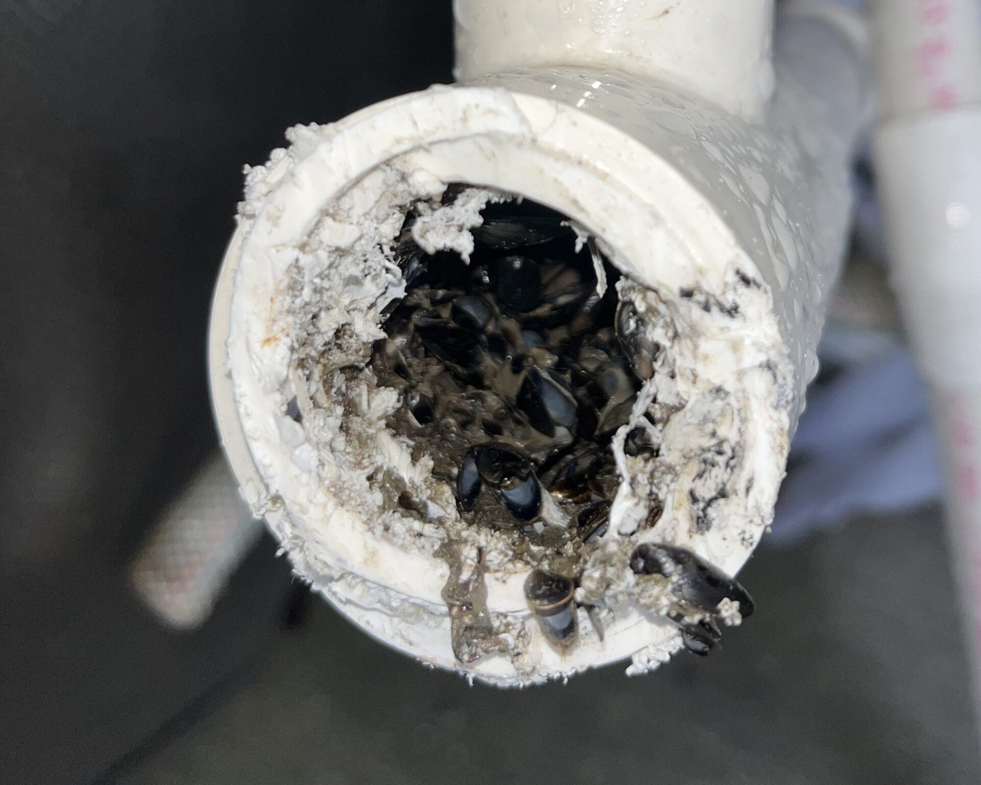 Marine AC raw water line heavily blocked by mussels and marine growth